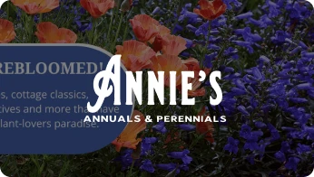Annies Annuals Annies Annuals